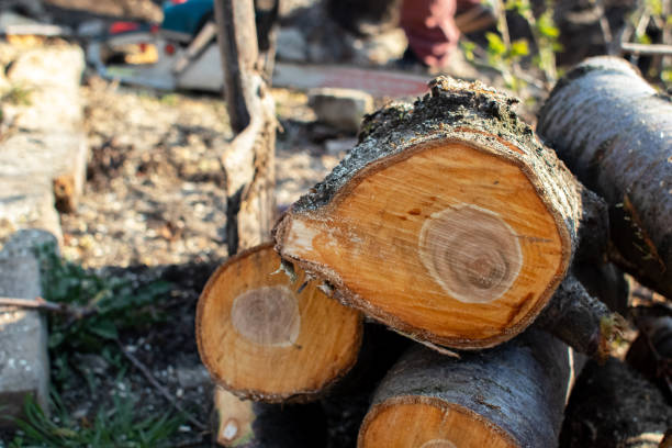 Best Tree Risk Assessment  in Hudson Bend, TX