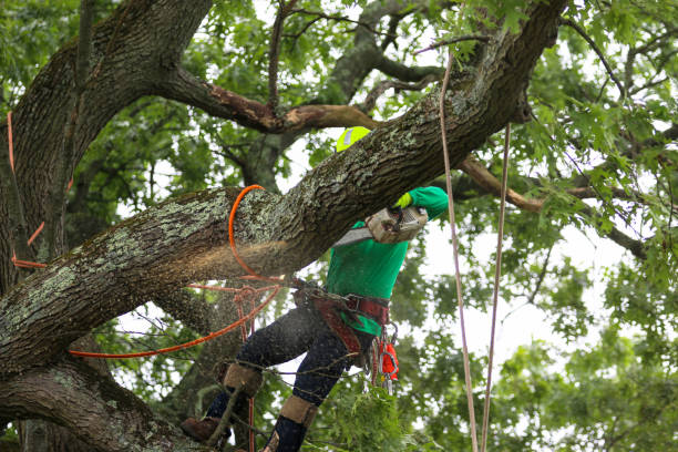 Best Lawn Mowing  in Hudson Bend, TX
