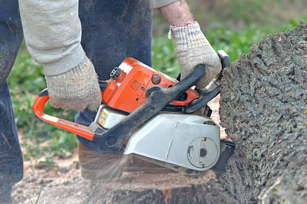 Best Tree Health Inspection  in Hudson Bend, TX