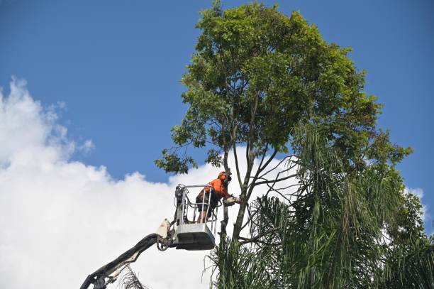 How Our Tree Care Process Works  in  Hudson Bend, TX