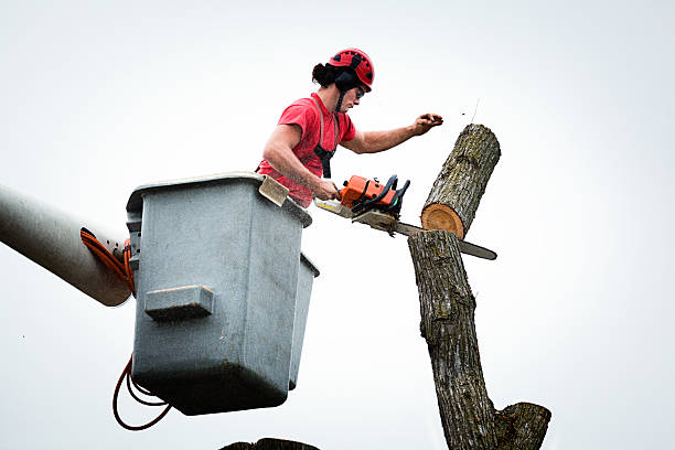 Best Hedge Trimming  in Hudson Bend, TX