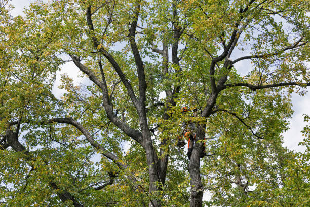 Best Tree Cabling and Bracing  in Hudson Bend, TX